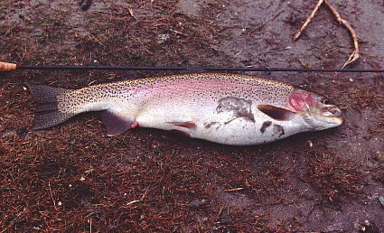 trout.gif (116415 bytes)