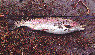 trout.gif (116415 bytes)